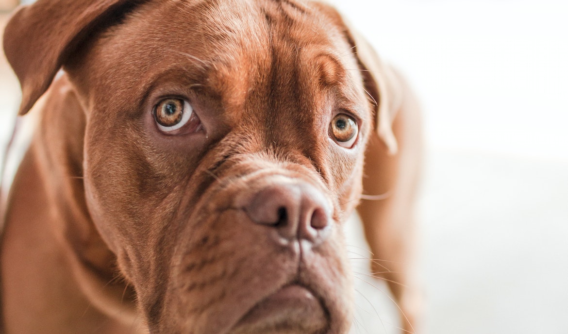 Giardien bei Hunden: alles Wichtige zu Ansteckung, Symptomen und Behandlung